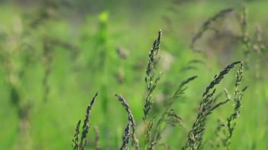 Rüzgarda güzel yeşil çimenler