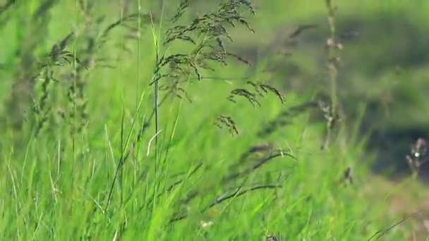 Schönes Grünes Gras Wind — Stockvideo