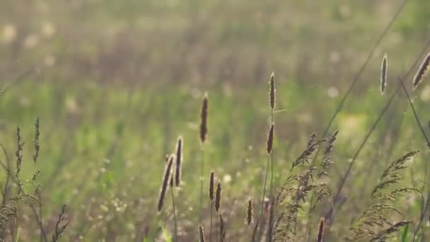 Piękna Zielona Trawa Wietrze — Wideo stockowe