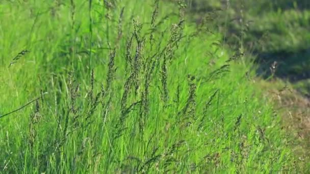 Hermosa Hierba Verde Viento — Vídeos de Stock