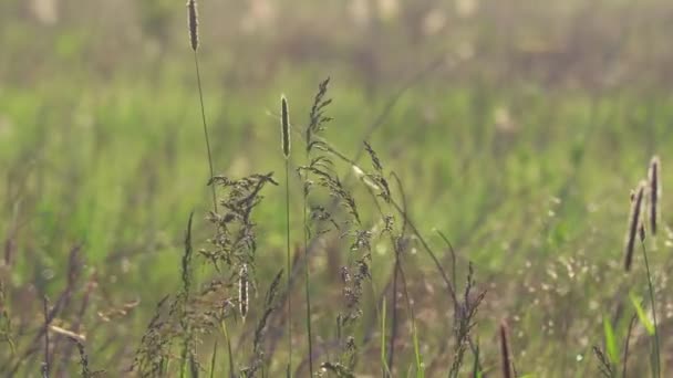 Piękna Zielona Trawa Wietrze — Wideo stockowe