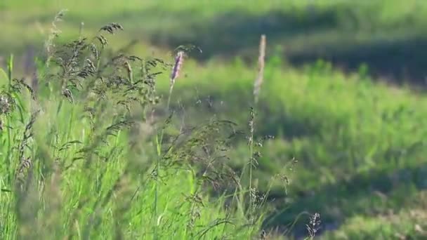 Красивая Зеленая Трава Ветру — стоковое видео