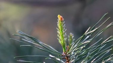 İlkbaharda çam dalları. Genç kozalaklar