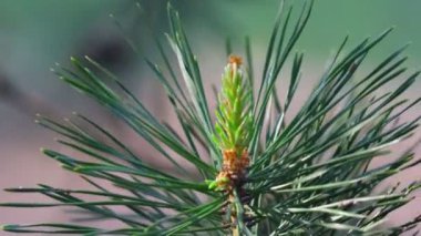 İlkbaharda çam dalları. Genç kozalaklar