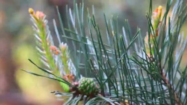 Сосновые Ветви Весной Молодые Сосновые Шишки — стоковое видео