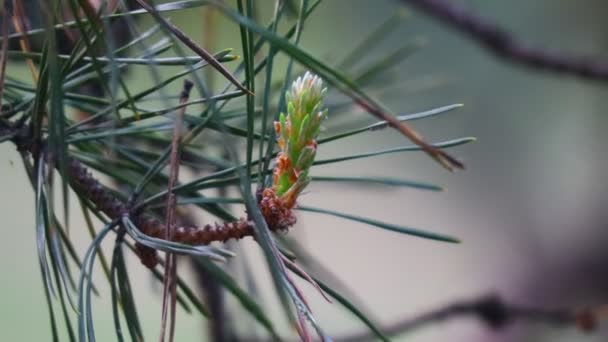 Pine Branches Spring Young Pine Cones — Stock Video