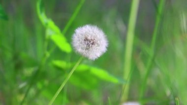 Güzel beyaz karahindibalar. Rüzgâr otları ve karahindibaları sallıyor
