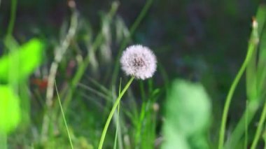 Güzel beyaz karahindibalar. Rüzgâr otları ve karahindibaları sallıyor