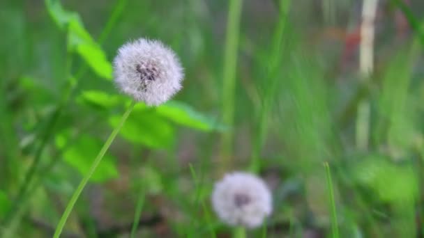 Mooie Witte Paardebloemen Wind Zwaait Gras Paardebloemen — Stockvideo