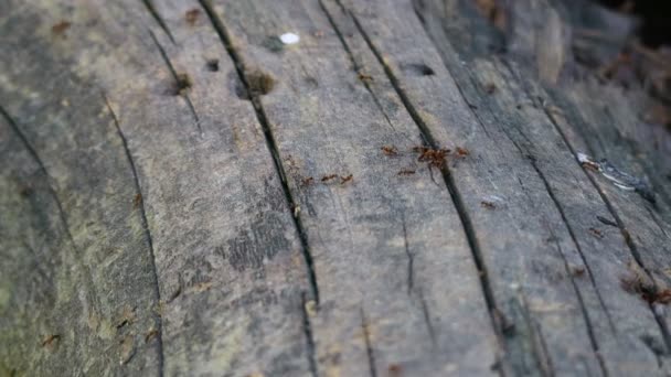 Fourmilière Dans Arbre Nombreuses Fourmis Rouges — Video