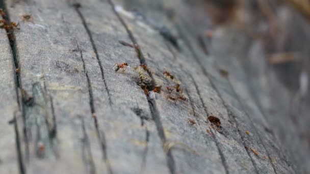 Mraveniště Stromě Mnoho Červených Mravenců — Stock video