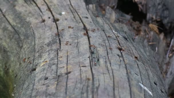 Formigueiro Uma Árvore Muitas Formigas Vermelhas — Vídeo de Stock