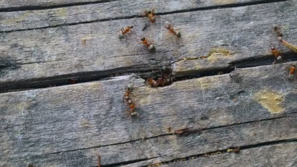 Hormiguero Árbol Muchas Hormigas Rojas — Vídeos de Stock