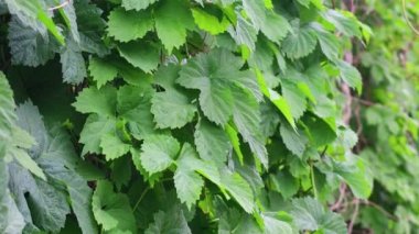 yeşil üzüm yaprakları. güzel yapraklar