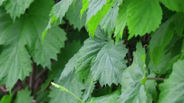 yeşil üzüm yaprakları. güzel yapraklar