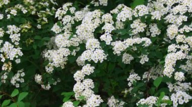 Büyük beyaz bir çiçek çalısı. Güzel spirea