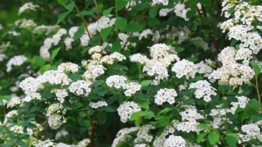 Büyük beyaz bir çiçek çalısı. Güzel spirea