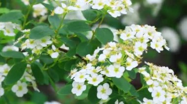 Büyük beyaz bir çiçek çalısı. Güzel spirea