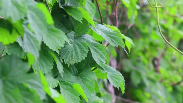 Groene Bladeren Van Wilde Druiven Mooie Bladeren — Stockvideo