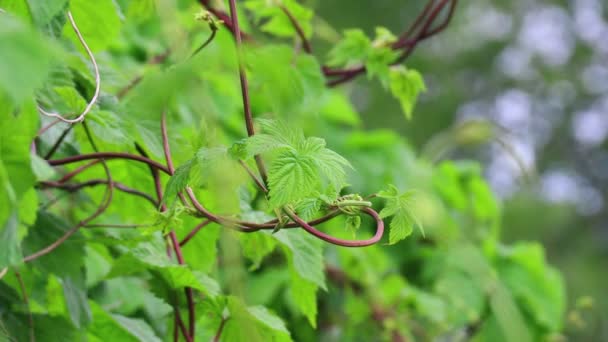 Gröna Blad Vilda Druvor Vackra Blad — Stockvideo