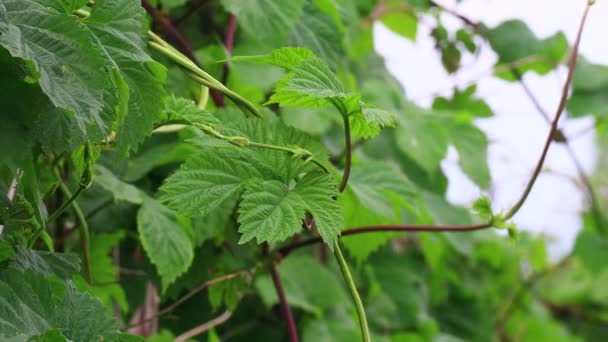 Hojas Verdes Uvas Silvestres Hojas Hermosas — Vídeo de stock