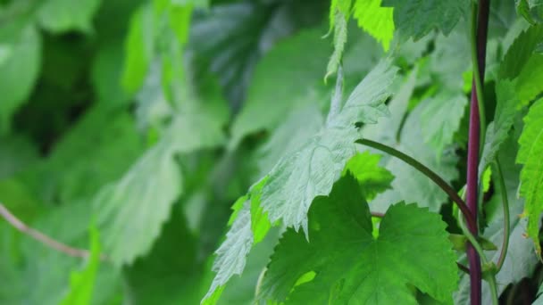 Πράσινα Φύλλα Από Άγρια Σταφύλια Όμορφα Φύλλα — Αρχείο Βίντεο