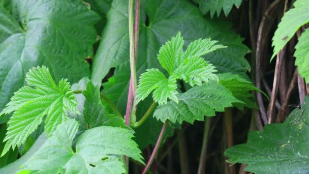 Green Leaves Wild Grapes Beautiful Leaves — Stock Video