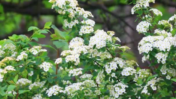 Gran Arbusto Flores Blancas Hermosa Spirea — Vídeos de Stock
