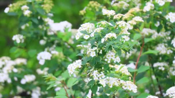 Stor Buske Med Vita Blommor Vacker Spirea — Stockvideo