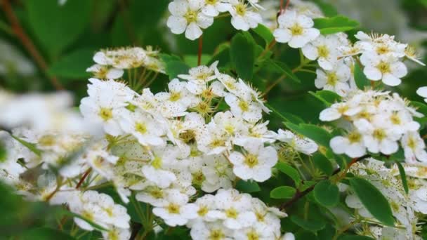 Gran Arbusto Flores Blancas Hermosa Spirea — Vídeos de Stock