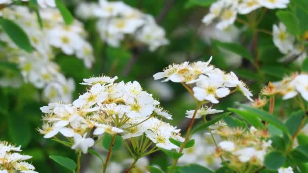 Stor Buske Med Vita Blommor Vacker Spirea — Stockvideo