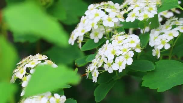 Gran Arbusto Flores Blancas Hermosa Spirea — Vídeos de Stock