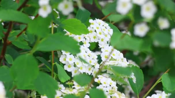 Stor Buske Med Vita Blommor Vacker Spirea — Stockvideo