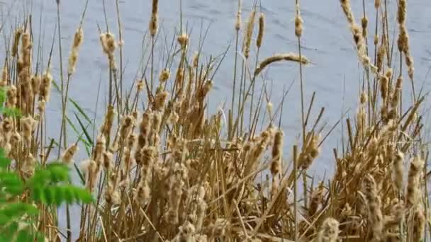 Vass Stjälkar Och Vatten Vass Svajar Vinden — Stockvideo