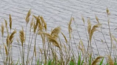 sazlar ve su. Rüzgarda sallanıyor sazlar