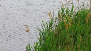sazlar ve su. Rüzgarda sallanıyor sazlar
