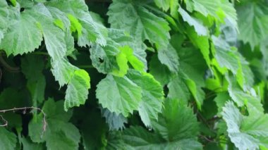 yeşil üzüm yaprakları. güzel yapraklar
