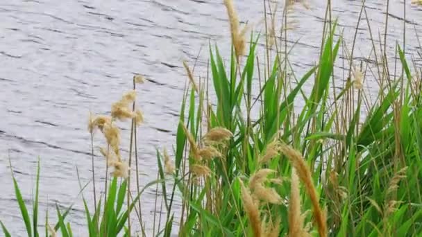 Vass Stjälkar Och Vatten Vass Svajar Vinden — Stockvideo