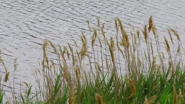 Schilfhalme Und Wasser Schilf Wiegt Sich Wind — Stockvideo