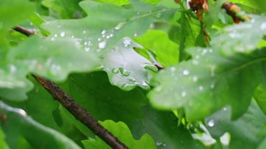 Yaprakların üzerine büyük yağmur damlaları. meşe yaprakları ve damlaları