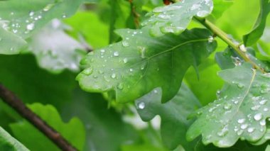 Yaprakların üzerine büyük yağmur damlaları. meşe yaprakları ve damlaları