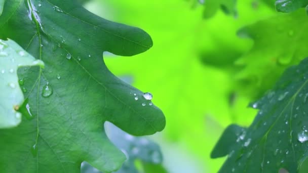 葉の上に大きな雨滴 オークの葉と雫は — ストック動画