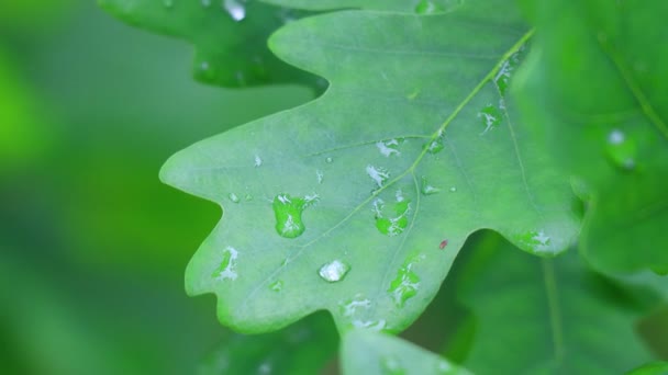 Große Regentropfen Auf Den Blättern Eichenblätter Und Tropfen — Stockvideo