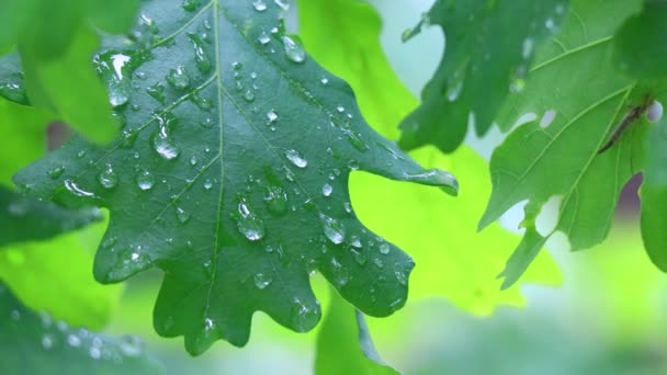 Duże Krople Deszczu Liściach Liście Krople Dębu — Wideo stockowe