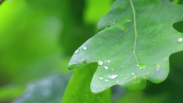 Große Regentropfen Auf Den Blättern Eichenblätter Und Tropfen — Stockvideo