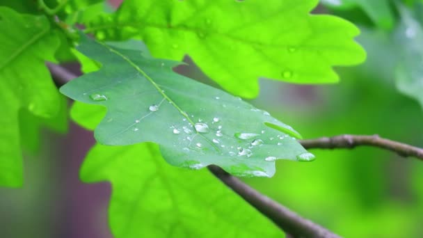 Grandi Gocce Pioggia Sulle Foglie Foglie Gocce Quercia — Video Stock