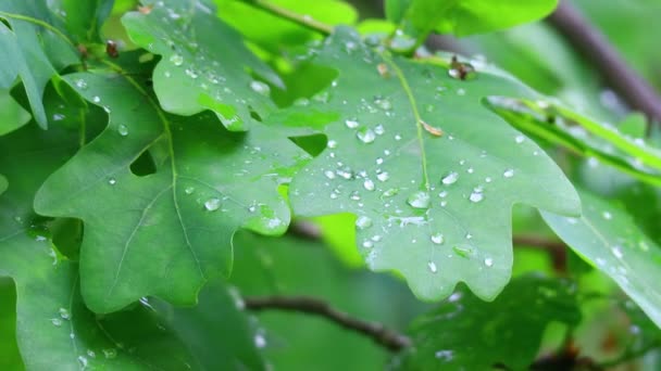 Большие Капли Дождя Листьях Дубовые Листья Капли — стоковое видео