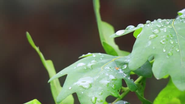 Μεγάλες Σταγόνες Βροχής Στα Φύλλα Φύλλα Και Σταγόνες Βελανιδιάς — Αρχείο Βίντεο