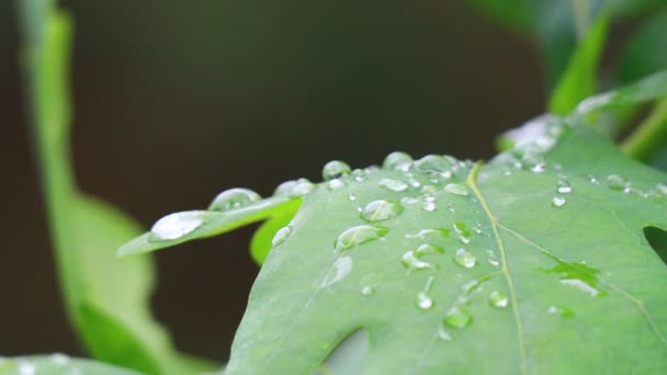 Grandi Gocce Pioggia Sulle Foglie Foglie Gocce Quercia — Video Stock