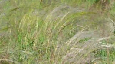 Otlar rüzgarda sallanıyor. Tüylü ot ve rüzgar